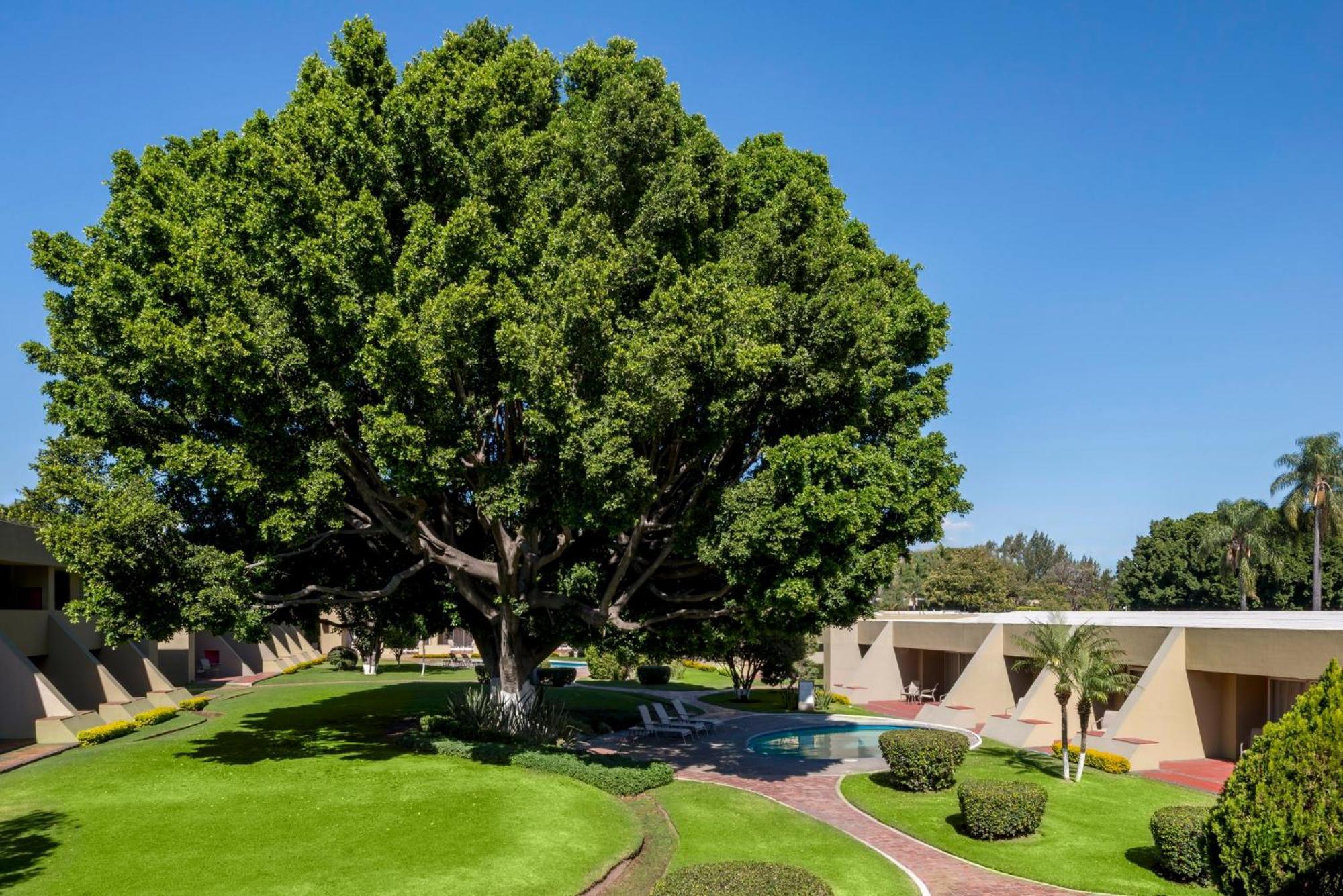 Hotel Camino Real Guadalajara Zapopan Exterior foto The "Big Tree" at the center of the campus
